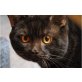 Puttri Amaretto, Britisch Kurzhaarkatze - Kater