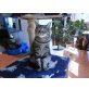Putzi, Britisch Kurzhaarkatze - Katze
