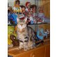 Putzi, Hauskatze - Katze