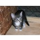 Putzi, Hauskatzen - Katze