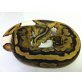 Python regius 'Piebald' - weiblich