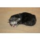 Q-Wurf, Norwegische Waldkatze - Katze