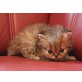 Q..... of Jesscor Cats A, Perser - Kater