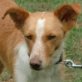 QIL, Podenco-Mix, kastriert, ca. 2 Jahre - Rüde