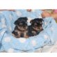 QUALITÄT TEACUP YORKIES WELPEN, Zwergdackel - Rüde