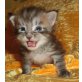QUATRO, Maine Coon - Kater
