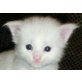 QUEEN - MARY, Maine Coon - Katze