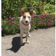 QUEENY, Jack Russell Terrier Mischlingshündin - Hündin