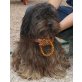 QUERIDA( Notfall ), Tibet-Terrier-Oma - Hündin