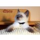 Qhito, BKH-Katerchen mit blauen Augen, Britisch Kurzhaarkatze - Kater