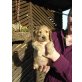 Quadia, Englischer Cockerspaniel Welpen - Hündin
