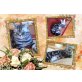 Quadro, Britisch Kurzhaarkatze - Kater