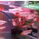 Qualität Arowana Fisch zu verkaufen - weiblich
