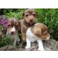 Qualität der jack Russell Terrier Welpen, Jack-Russell-Terrier - Rüde
