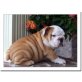 Qualität english bulldog welpen mit FCI Stamm, Englische Bulldogge Welpen - Hündin
