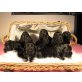 Qualitäts Cocker Spaniel  Welpen, Englischer Cockerspaniel Welpen - Rüde