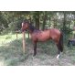 Quarter Hors, Quarter Horse - Hengst
