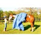 Quarter Horse - Hengst