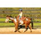 Quarter Horse - Hengst