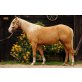 Quarter Horse - Hengst