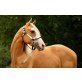 Quarter Horse - Hengst