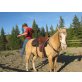 Quarter Horse - Hengst