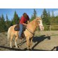 Quarter Horse - Hengst