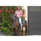 Quarter Horse Hengst  - Hengst