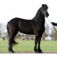 Quarter Horse - Stute