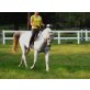 Quarter Horse - Stute