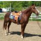 Quarter Horse - Stute