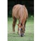 Quarter Horse - Stute