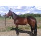 Quarter Horse - Stute