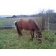 Quarter Horse - Stute