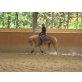 Quarter Horse - Stute