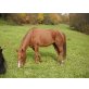 Quarter Horse - Wallach