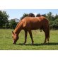 Quarter Horse - Wallach