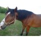 Quarter/ungar. Warmblut - Wallach