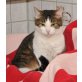 Quasi, Hauskatze - Kater