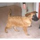 Quax, Zarter Leonberger Mix - Rüde