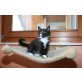 Qucikly, Maine Coon - Kater