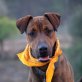Queen, Dobermann Boxer Mix - Hündin