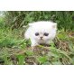 Queen Paula, Exotisch Kurzhaar - Katze