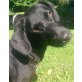 Queen, aufgewecktes Hundemädchen sucht Familie - Hündin