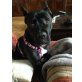 Queeni, Cane Corso - Hündin