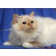 Queeny, Heilige Birma - Katze