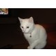 Queeny, Katze zu verschenken  - Katze