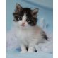 Queeny, Queen, Roxy, Norwegische Waldkatze - Katze