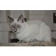 Quenny, Thai - Katze