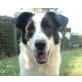 Quentin 2 - Pflegestelle Niederösterreich, Border-Collie-Mix - Rüde